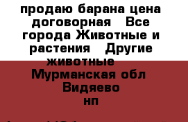 продаю барана цена договорная - Все города Животные и растения » Другие животные   . Мурманская обл.,Видяево нп